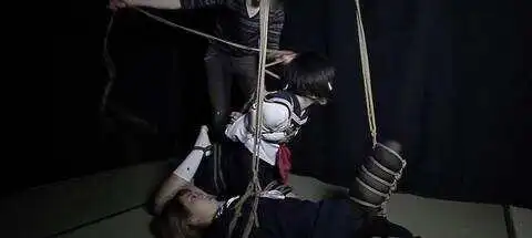 西檬之家K9犬系入门指南 一