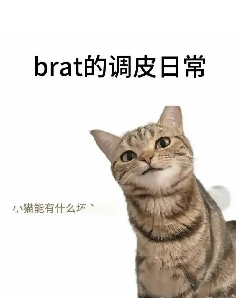 西檬之家sp小圈是什么意思? 一